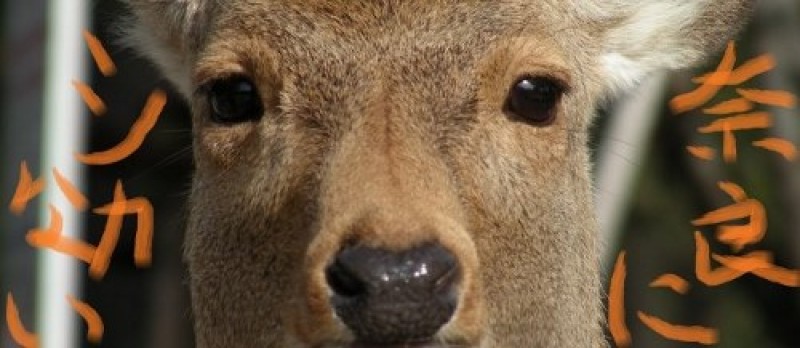 奈良にシカないキャッシュフローゲーム会