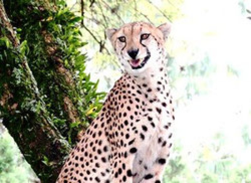 株式会社アジック