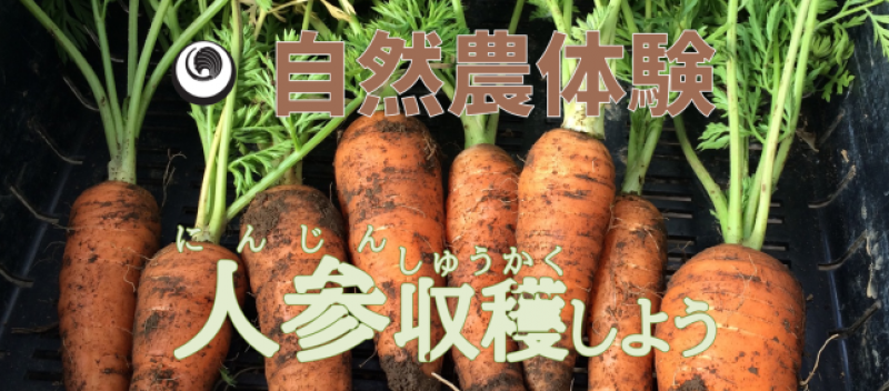 【親子向け】実体験できます！自然農の人参収穫＆試食