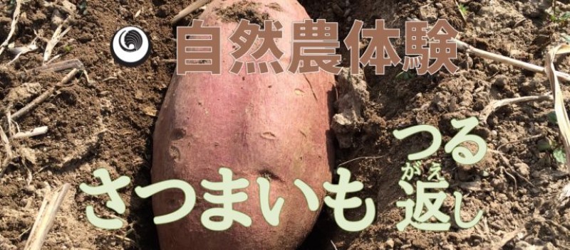 【親子向け】実体験できます！自然農のさつまいもつる返し