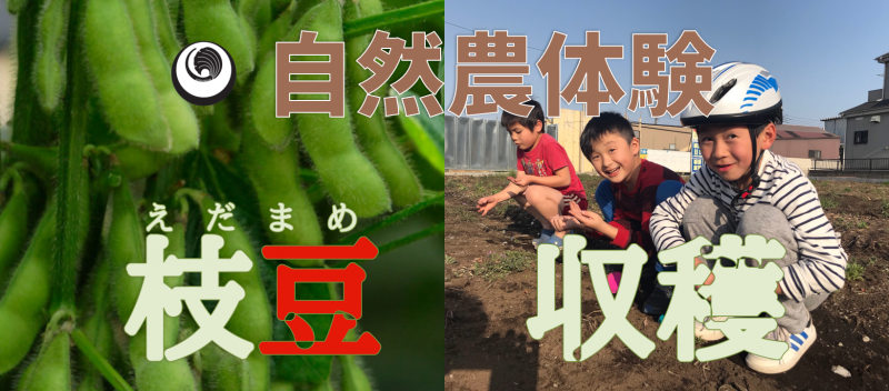 【親子】【自然農体験】枝豆収穫＆試食　＆　【講座】子どもたちの幸せのために今できること